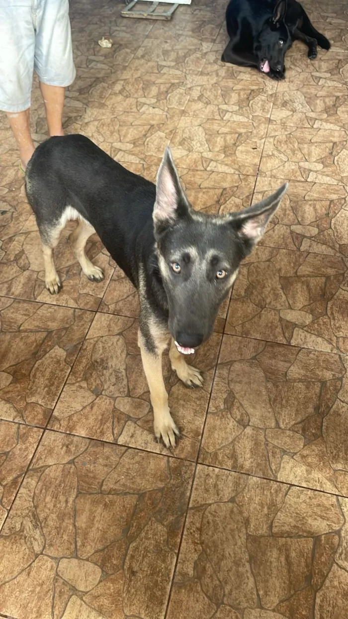 Cachorro raça Pastor Alemão idade 1 ano nome Onyx 