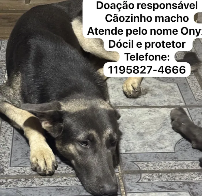 Cachorro raça Pastor Alemão idade 1 ano nome Onyx 