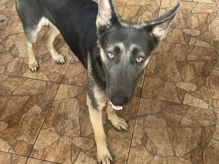Cachorro raça Pastor Alemão idade 1 ano nome Onyx 