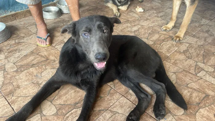 Cachorro raça Pastor Alemão idade 1 ano nome Fantasma 