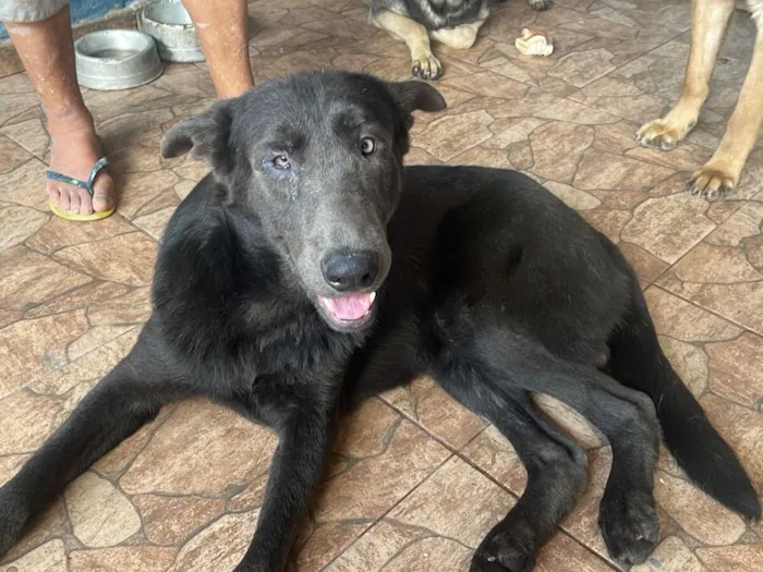 Cachorro raça Pastor Alemão idade 1 ano nome Fantasma 