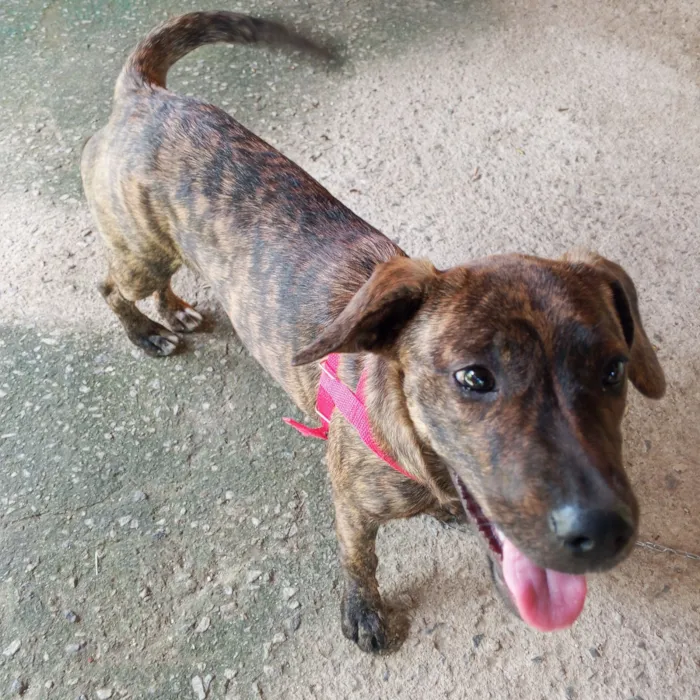 Cachorro raça SRD-ViraLata idade 7 a 11 meses nome Duquesa 