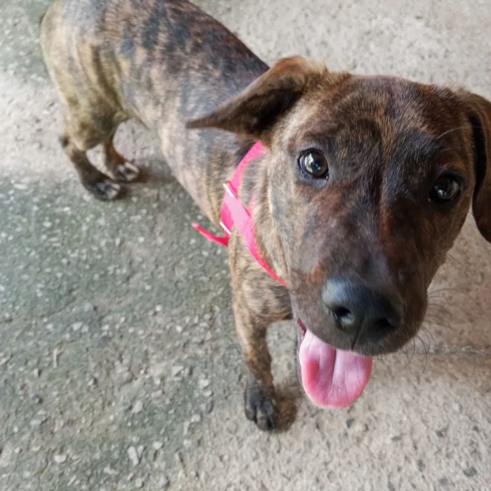 Cachorro raça SRD-ViraLata idade 7 a 11 meses nome Duquesa 