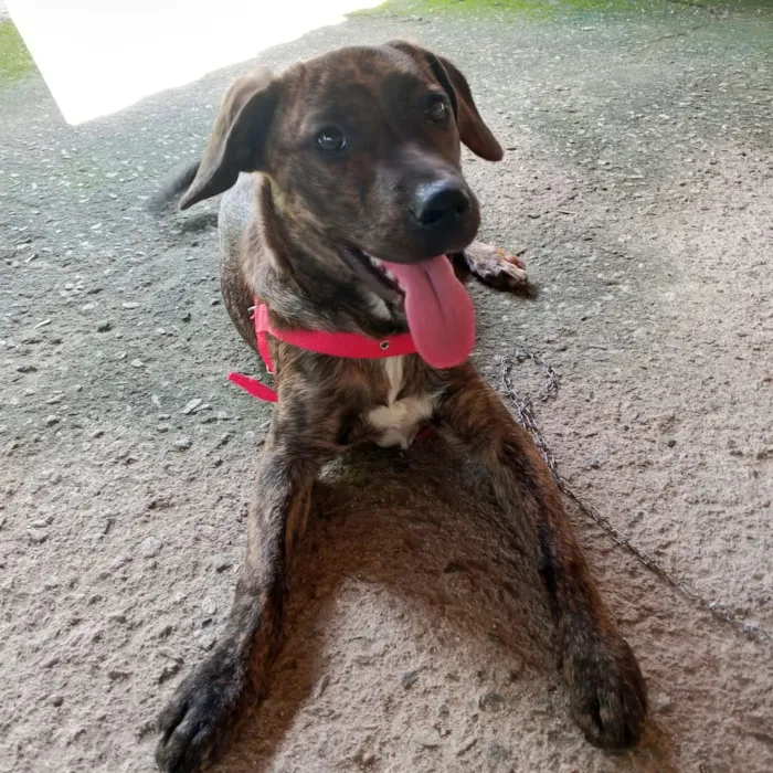 Cachorro raça SRD-ViraLata idade 7 a 11 meses nome Duquesa 