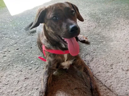 Cachorro raça SRD-ViraLata idade 7 a 11 meses nome Duquesa 