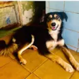 Cachorro raça SRD-ViraLata idade 1 ano nome Panda 