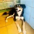 Cachorro raça SRD-ViraLata idade 1 ano nome Panda 