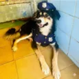 Cachorro raça SRD-ViraLata idade 1 ano nome Panda 