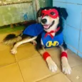 Cachorro raça SRD-ViraLata idade 1 ano nome Panda 