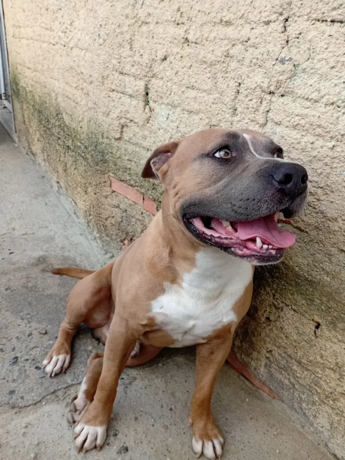 Cachorro raça Pit-Bull idade 3 anos nome Escobar 