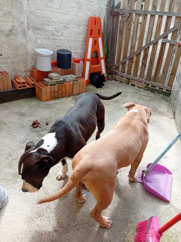 Cachorro raça Pit-Bull idade 3 anos nome Escobar 