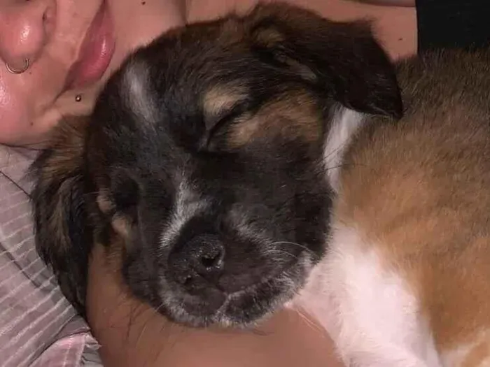 Cachorro raça SRD-ViraLata idade 2 a 6 meses nome Amora 