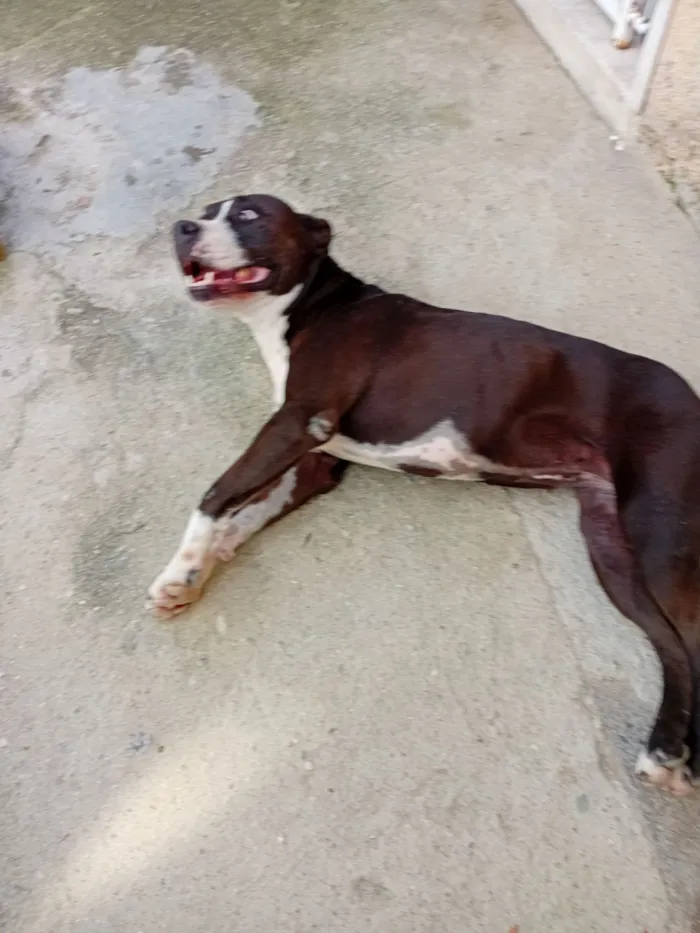 Cachorro raça Pit-Bull idade 4 anos nome Madonna 