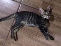 Gato raça SRD-ViraLata idade 2 a 6 meses nome Tito 