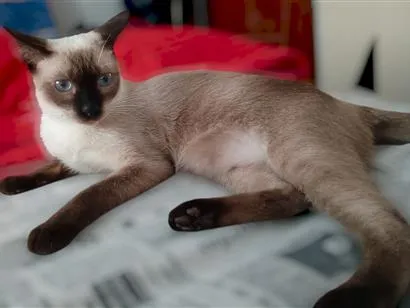 Gato raça Siamês idade 1 ano nome Belinha