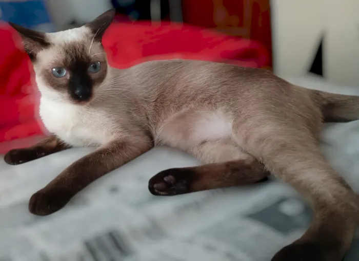 Gato raça Siamês idade 1 ano nome Belinha