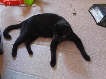 Gato raça SRD-ViraLata idade 3 anos nome Thomas 