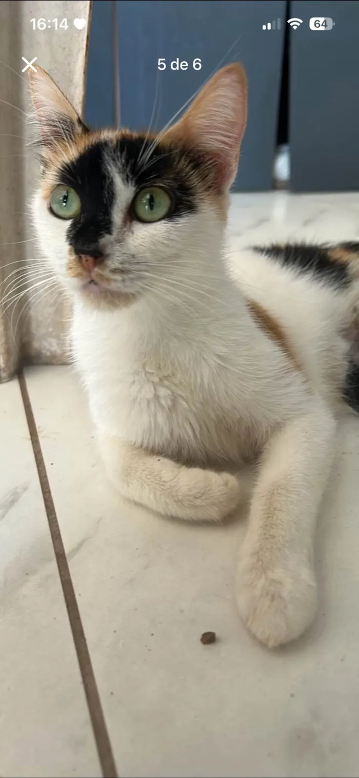 Gato raça SRD-ViraLata idade Abaixo de 2 meses nome filhotes