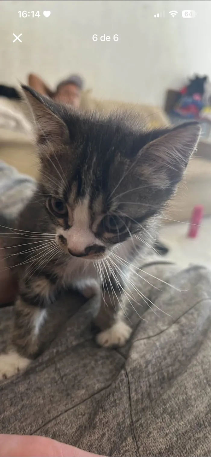 Gato raça SRD-ViraLata idade Abaixo de 2 meses nome filhotes