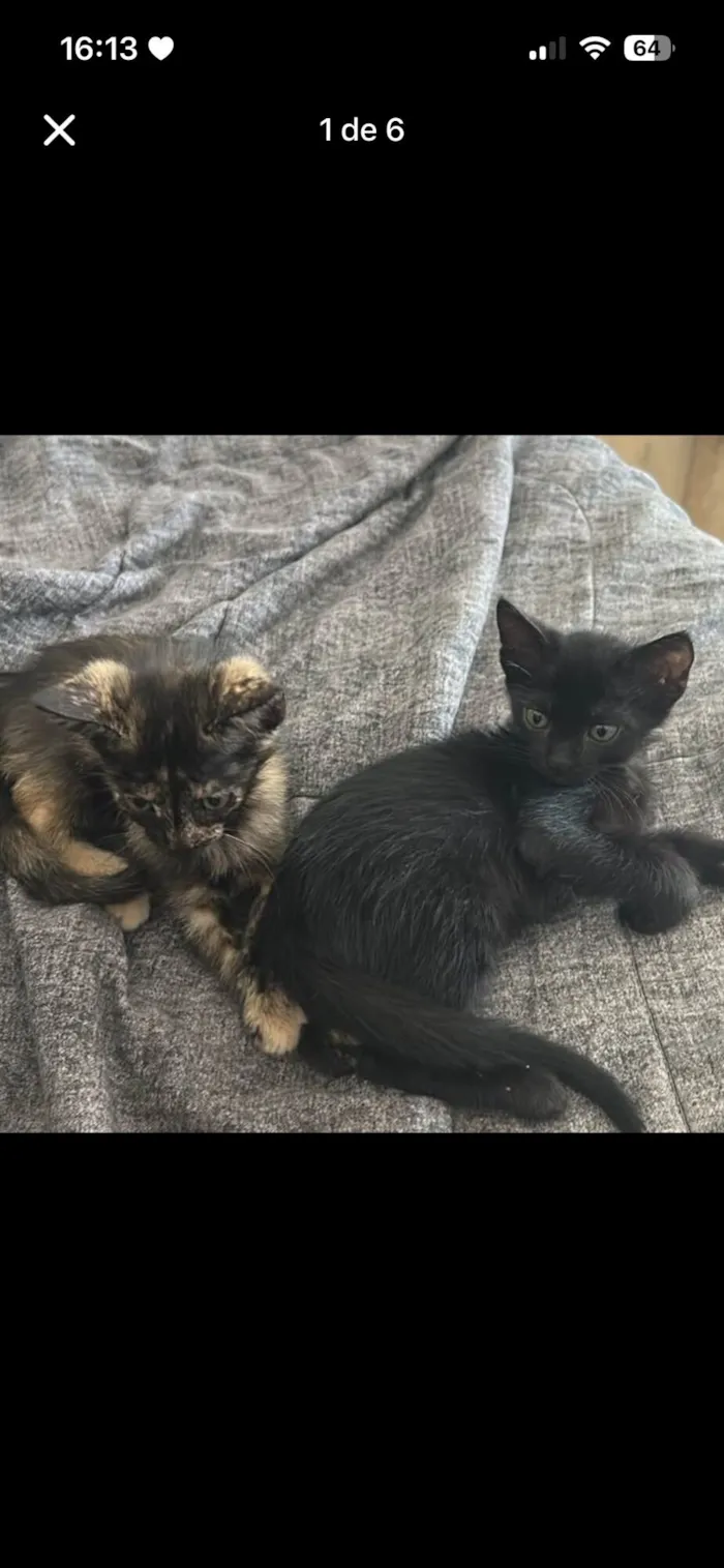 Gato raça SRD-ViraLata idade Abaixo de 2 meses nome filhotes