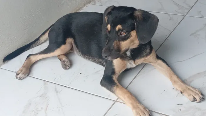 Cachorro raça SRD-ViraLata idade 7 a 11 meses nome Bela