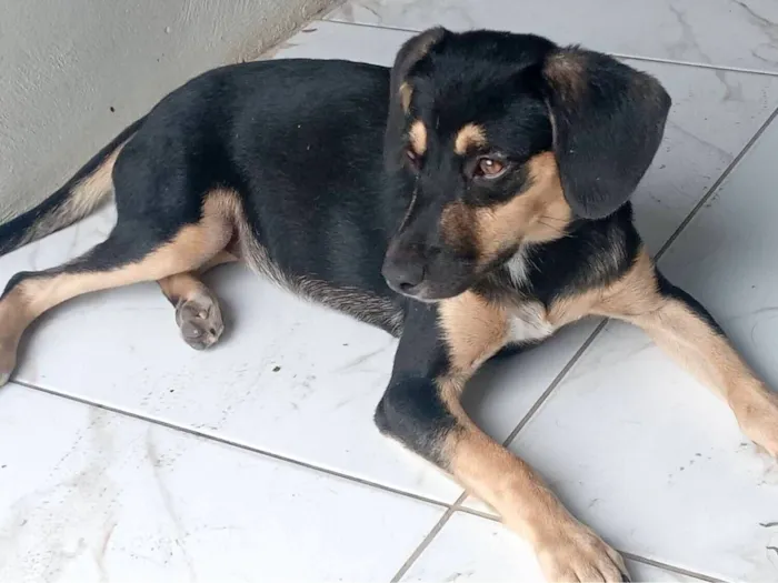 Cachorro raça SRD-ViraLata idade 7 a 11 meses nome Bela