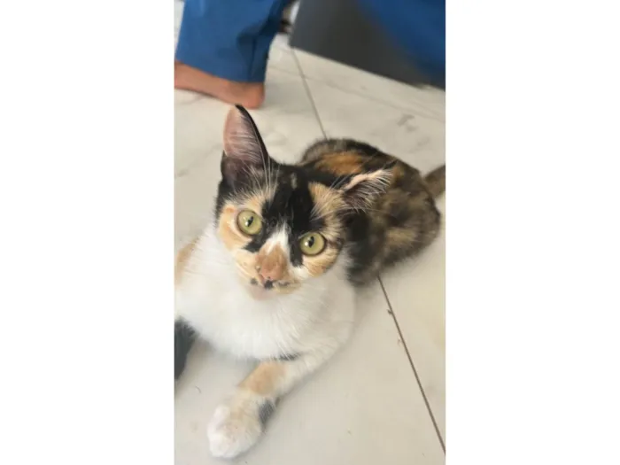 Gato raça SRD-ViraLata idade Abaixo de 2 meses nome filhotes