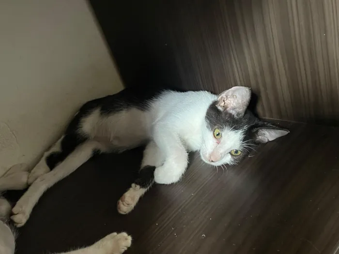 Gato raça SRD-ViraLata idade 2 a 6 meses nome Gatinha