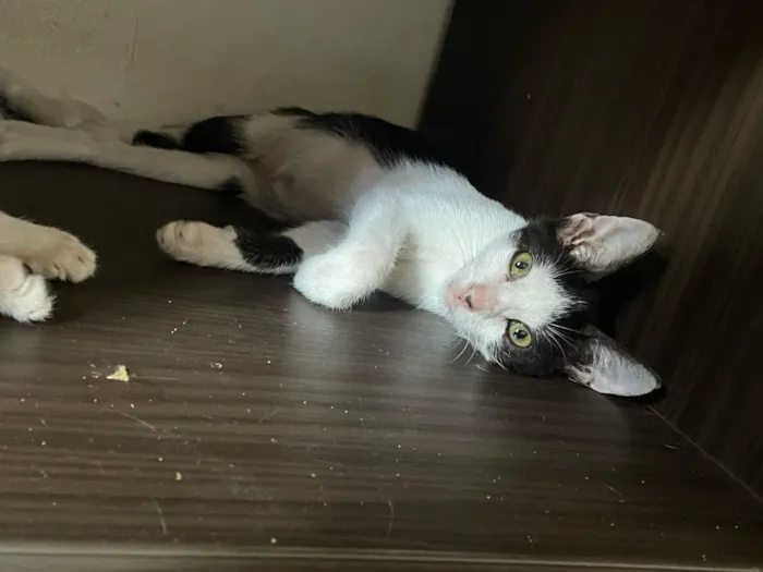 Gato raça SRD-ViraLata idade 2 a 6 meses nome Gatinha