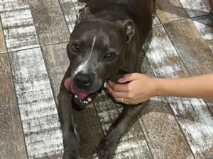 Cachorro raça Pit-Bull idade 2 a 6 meses nome Mel