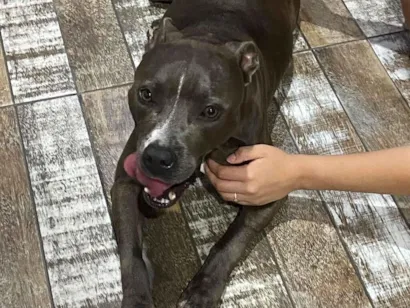 Cachorro raça Pit-Bull idade 2 anos nome Mel