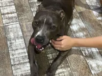 Cachorro raça Pit-Bull idade 2 anos nome Mel
