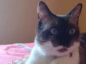 Gato raça Siamês idade 6 ou mais anos nome Valentina