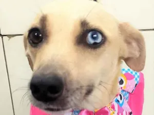 Cachorro raça SRD-ViraLata idade 2 anos nome Belíssima