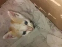 Gato raça SRD-ViraLata idade Abaixo de 2 meses nome ...