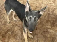 Cachorro raça Pastor Alemão idade 1 ano nome Onyx 