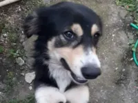 Cachorro raça SRD-ViraLata idade 1 ano nome Panda 