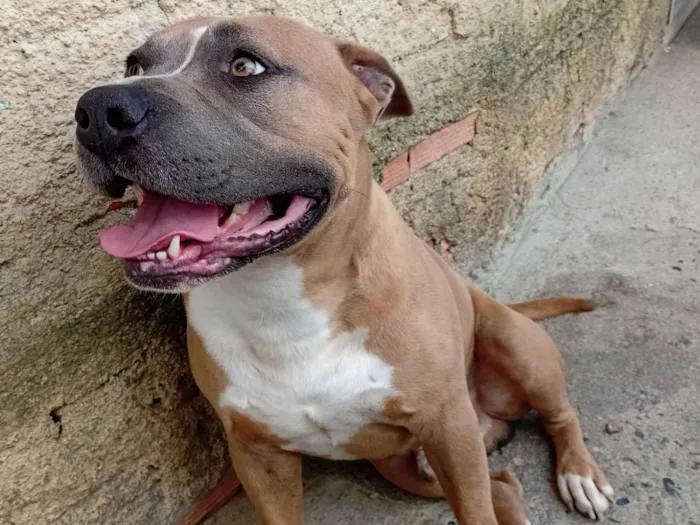 Cachorro raça Pit-Bull idade 3 anos nome Escobar 