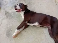 Cachorro raça Pit-Bull idade 4 anos nome Madonna 