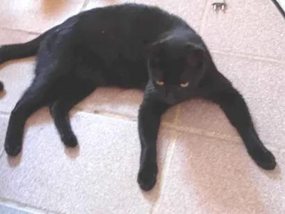 Gato raça SRD-ViraLata idade 3 anos nome Thomas 