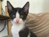 Gato raça SRD-ViraLata idade Abaixo de 2 meses nome filhotes