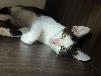 Gato raça SRD-ViraLata idade 2 a 6 meses nome Gatinha
