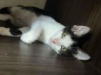 Gato raça SRD-ViraLata idade 2 a 6 meses nome Gatinha