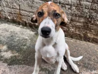 Cachorro raça SRD-ViraLata idade 2 a 6 meses nome Maria