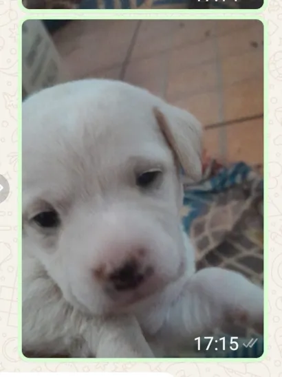 Cachorro raça SRD-ViraLata idade Abaixo de 2 meses nome Os filhotes ainda não tem nomes