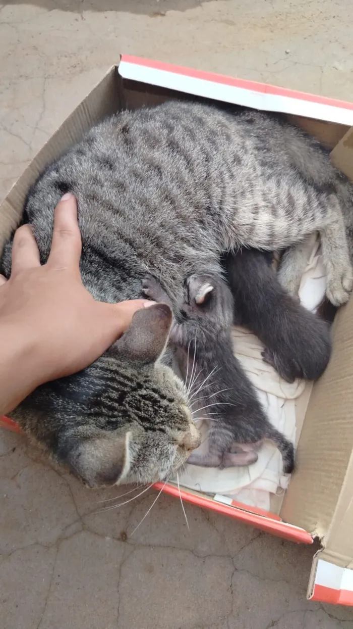 Gato raça SRD-ViraLata idade 1 ano nome Piter