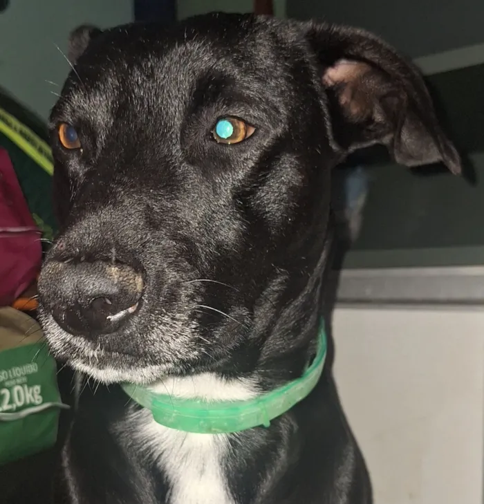 Cachorro raça SRD-ViraLata idade 2 anos nome Joca