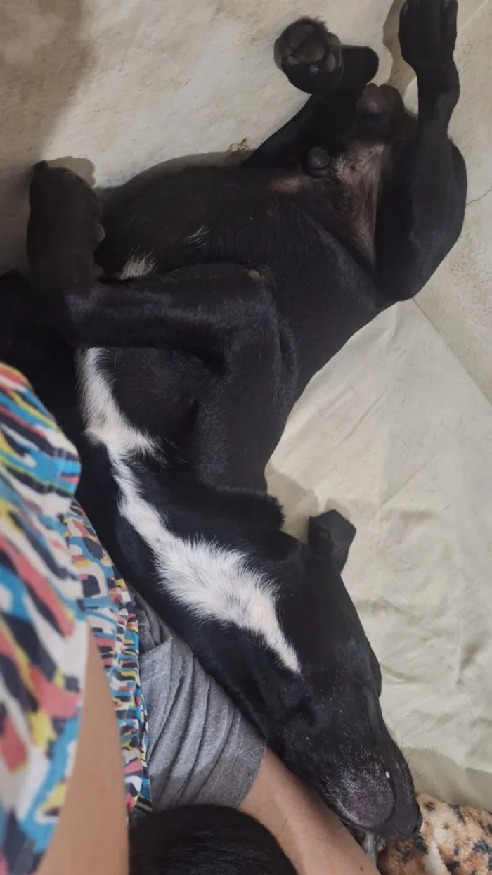 Cachorro raça SRD-ViraLata idade 2 anos nome Joca