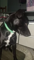 Cachorro raça SRD-ViraLata idade 2 anos nome Joca