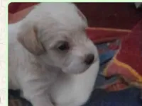 Cachorro raça SRD-ViraLata idade Abaixo de 2 meses nome Os filhotes ainda não tem nomes